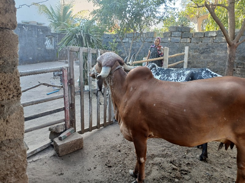 ગીર ગાય