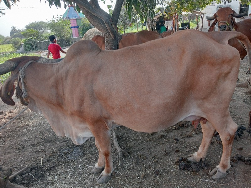 ગાય વેચાણ