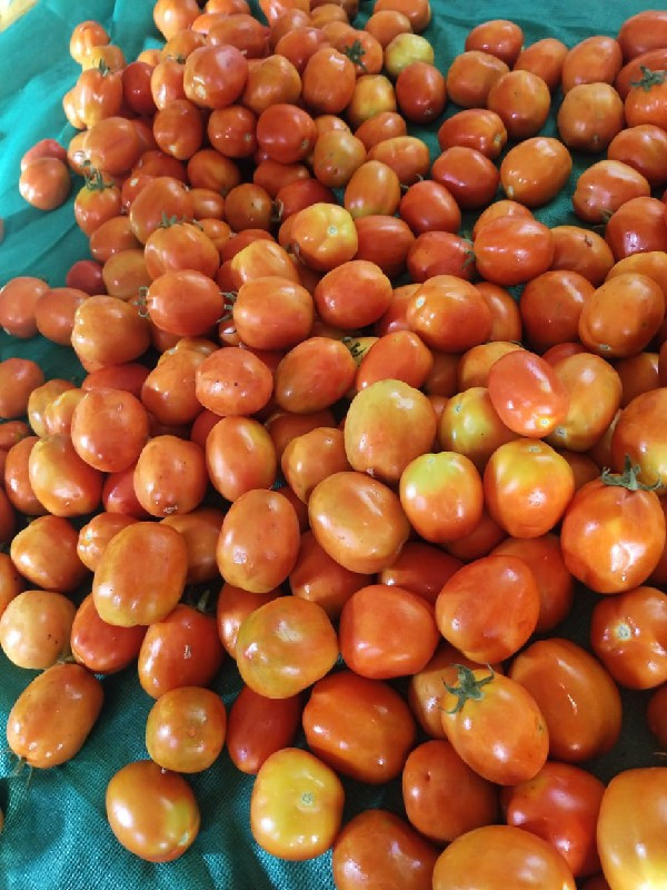 ટમેટા હોલ સેલ મ...