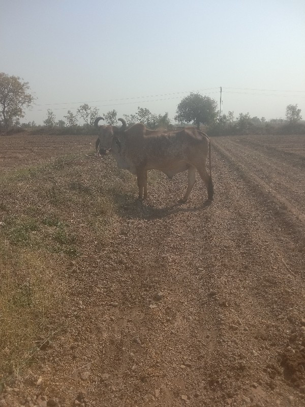 આ બળદ વેચવાના છ...