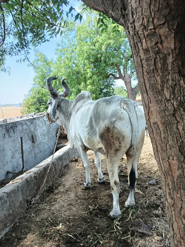 આ બળદ વેચવાનો છ...