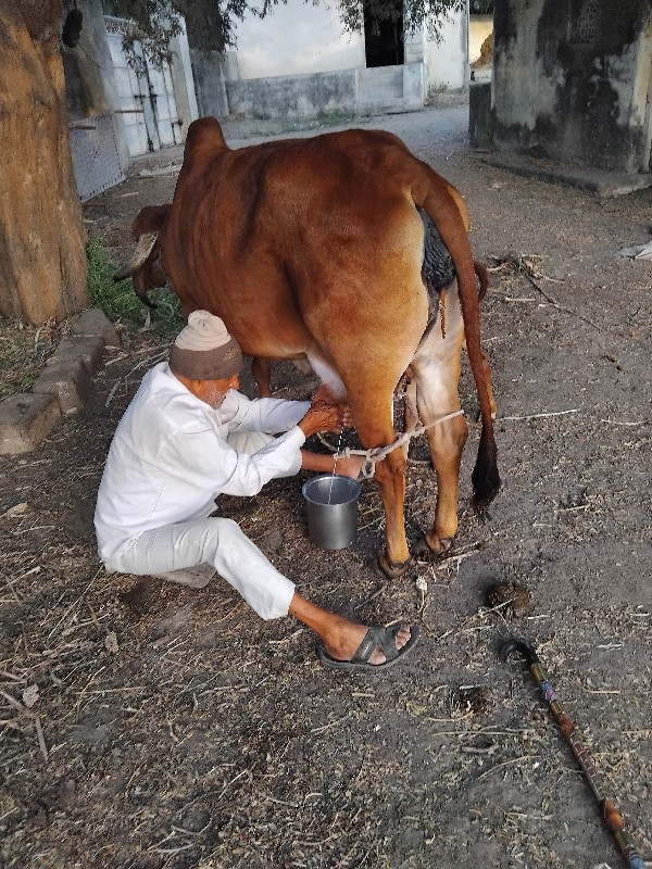 ગીર ગાય