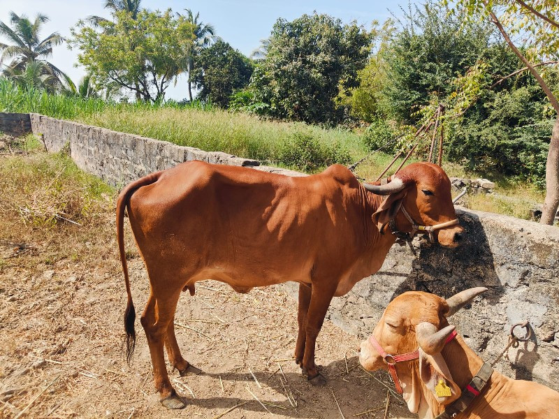 2 ગાય દેવા ની છ...