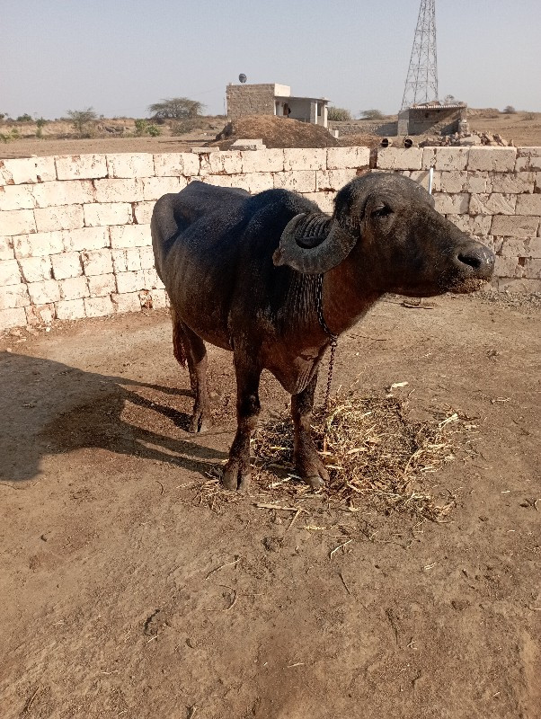 ગાભણુ ખડૅલુ