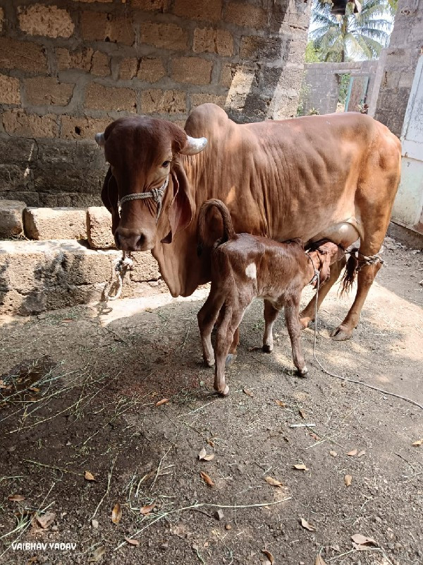 ગાય વેચવાની છે