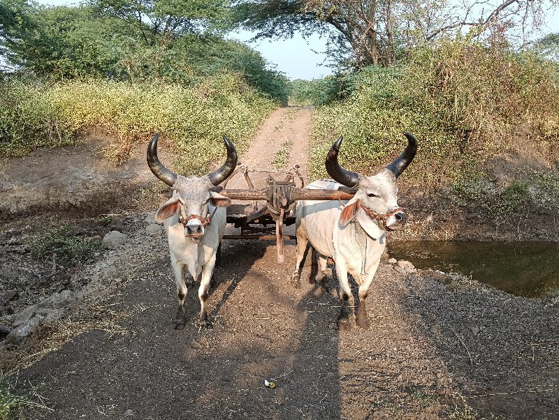 બળદ  વેસવાના છે