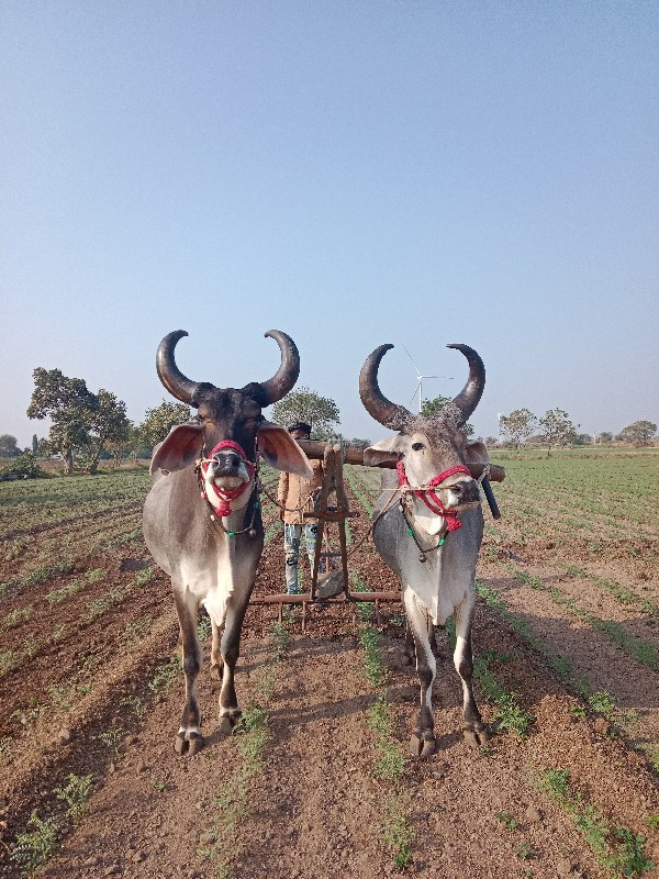 બળદ અને ગોદલા વ...