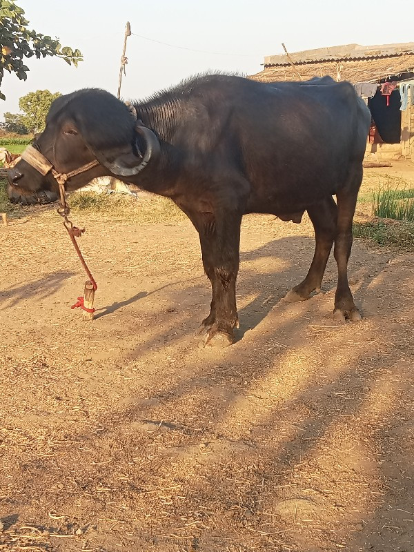 પાડો વેચવાનો છે