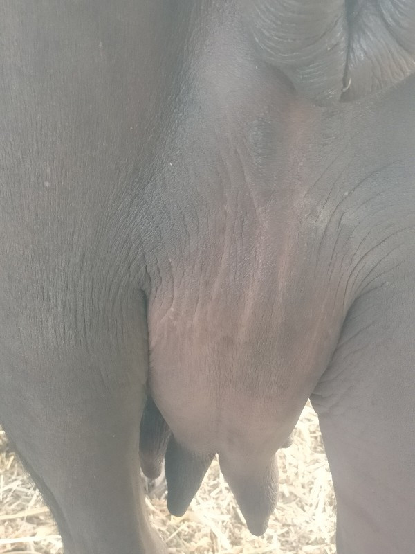 ગાભણ
