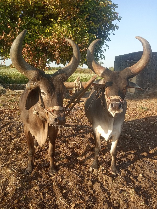 આ ગોઢલા વેચવા ન...