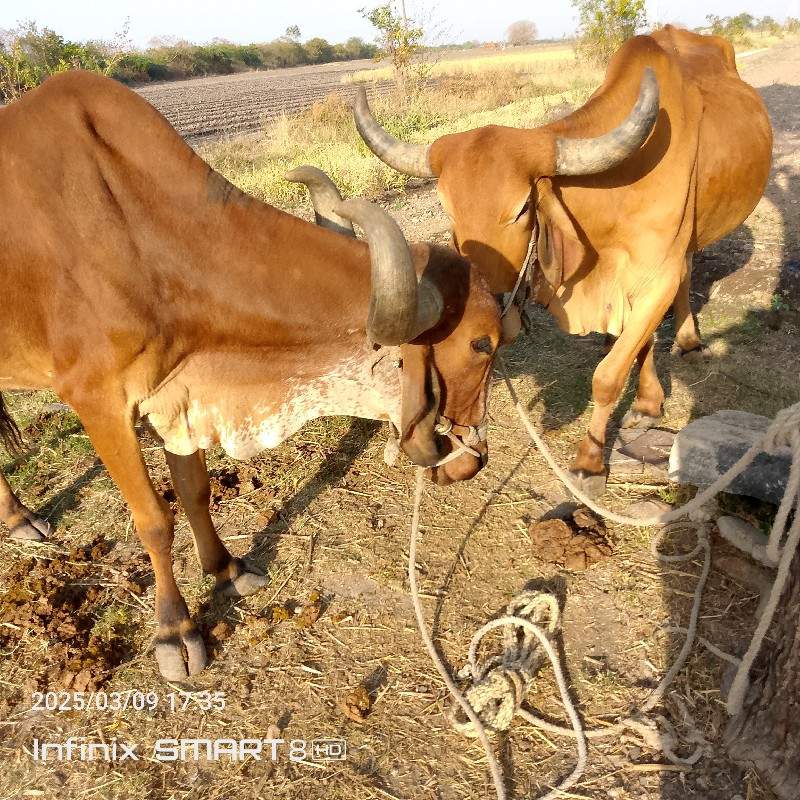 ગોઢલા વેચવાના છ...