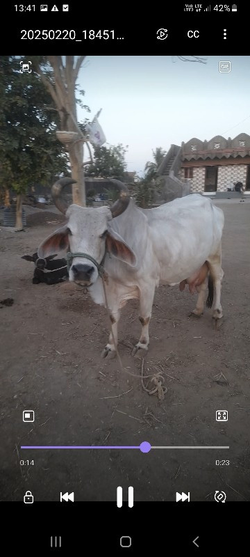 ગાય વેચવા ની છે