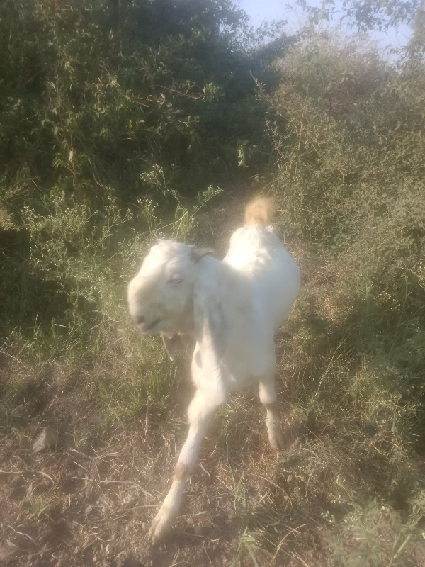 bakra