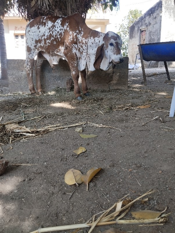 ગીર વાસળો વેચવા...