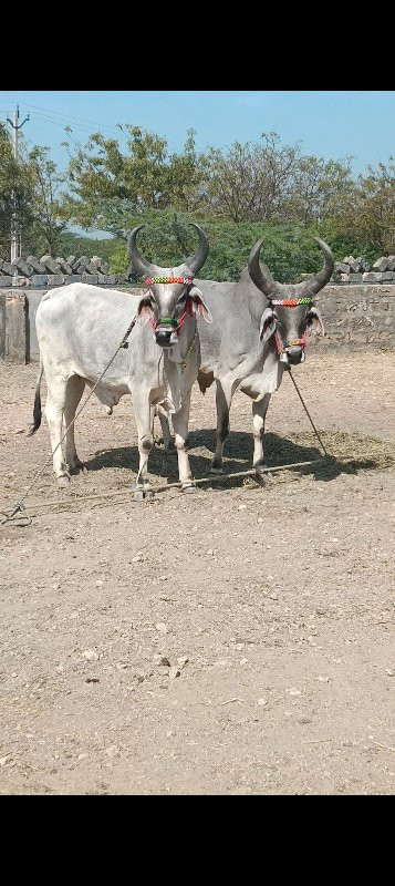 બળદ વેચવાના છે