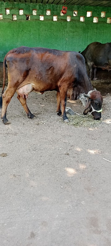 બીજુ વેતર ગાય