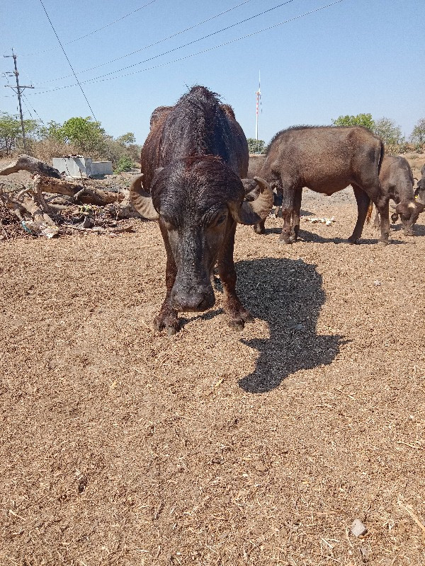 ખડેલી‌ વેશવાની‌...