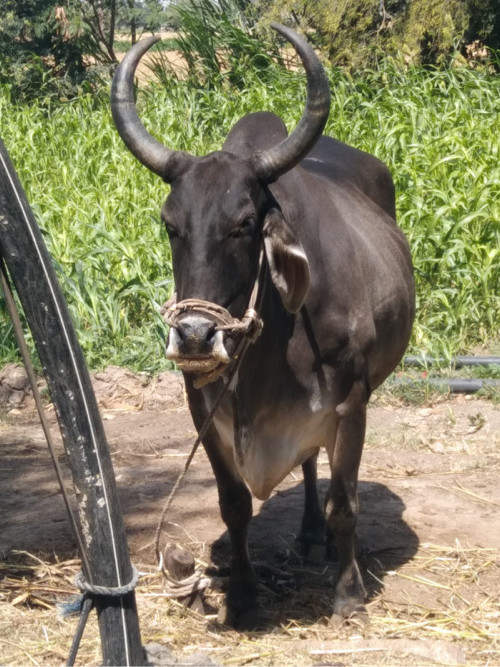 બળદ વેચવાનો છે