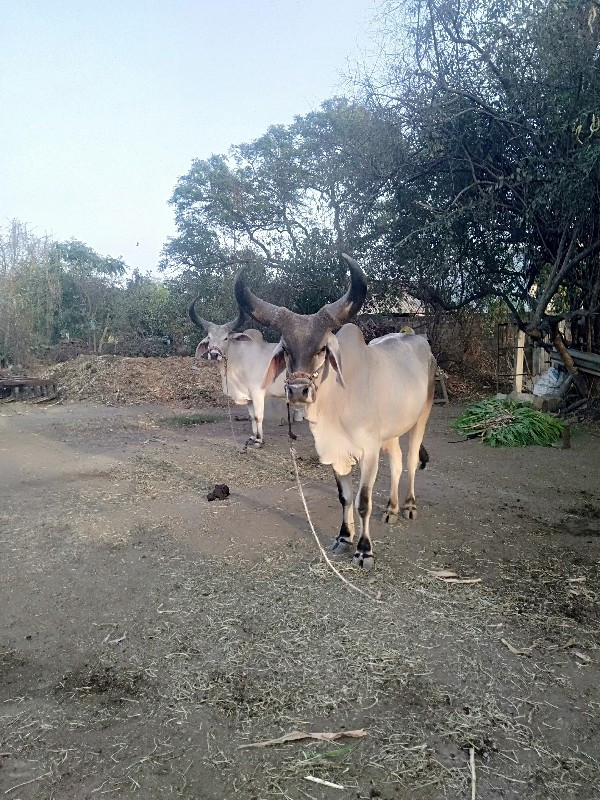 ગોધલા વેચવા ના...