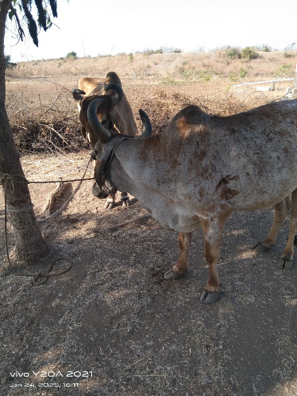 બળદ વેચવાના સે