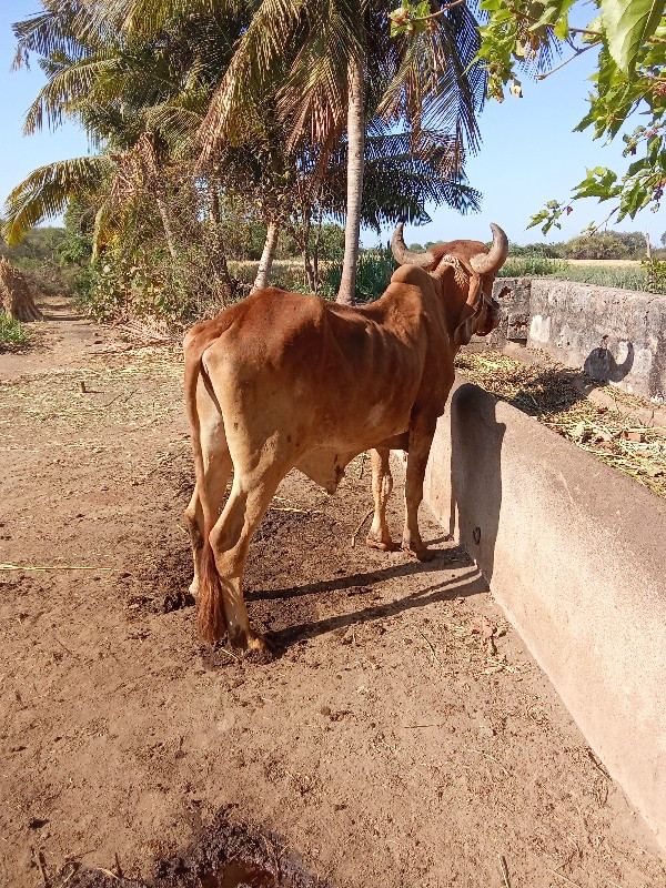 ઘોઢલો વેચવાનોછે