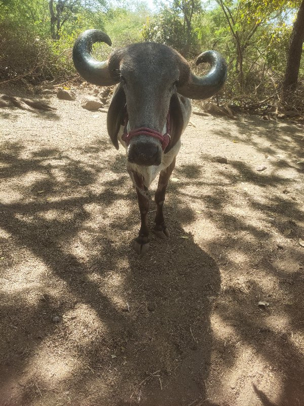 બરદ