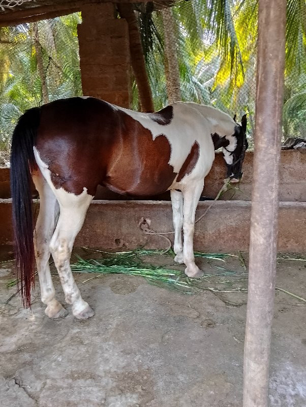 ઘોડી વેચવાની છે...