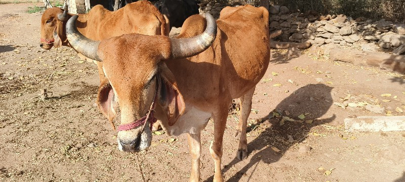 ગોધલા વેચવાના છ...