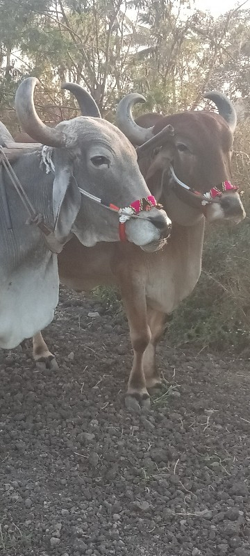 બરધ  વેચવાના છે