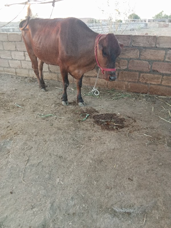 ચાર ચાર વેચવાની...