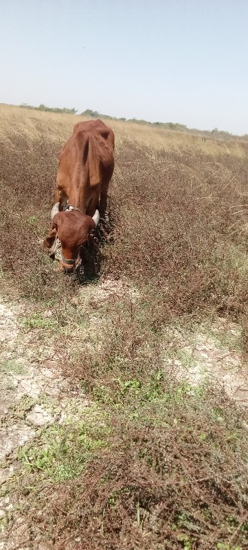 વાછડા વેચવાના છ...