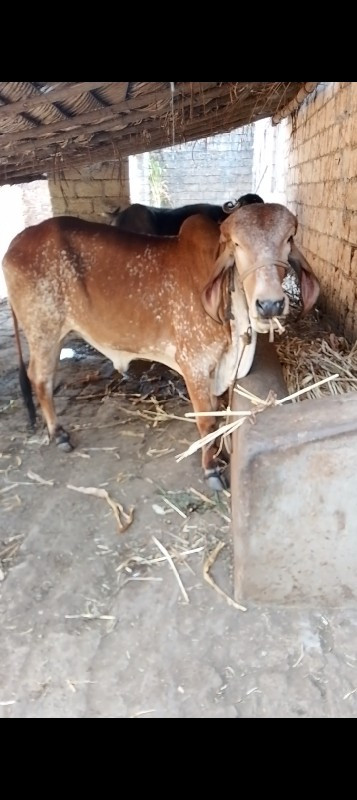 પચુદોવામાટે