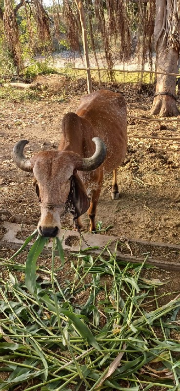 ગાય વેચવાની છે