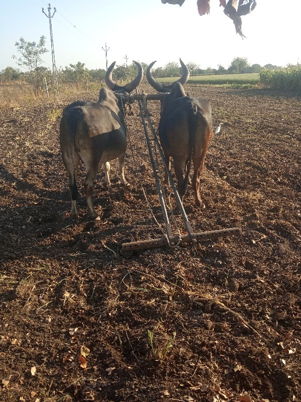 આ ગોઢલા વેચવા ન...