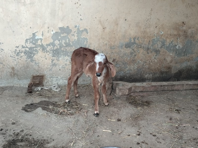 ગાય વેચવાની છે