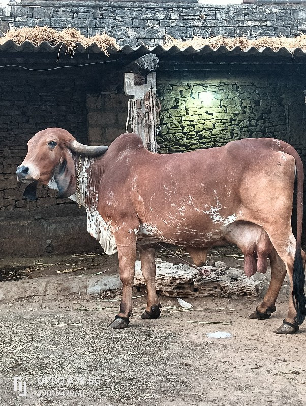 ગાય વેચવાની છે