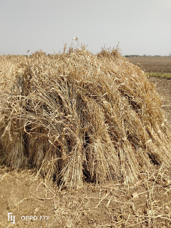 જુવારના ‌‌પૂરા...