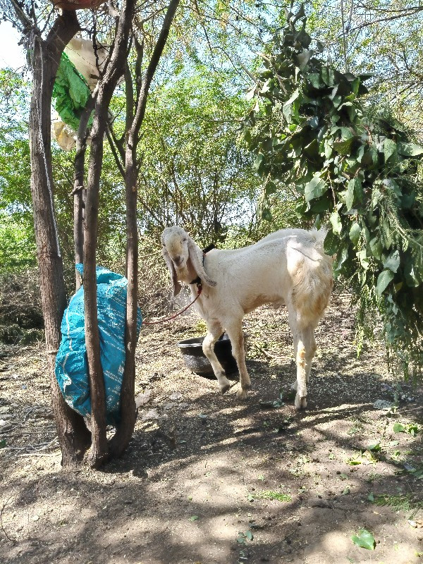 બે બકરા વેચવાના...