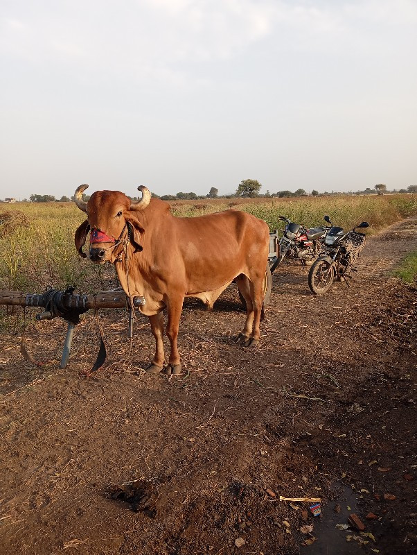 એક બરધ વેંચવાનો...