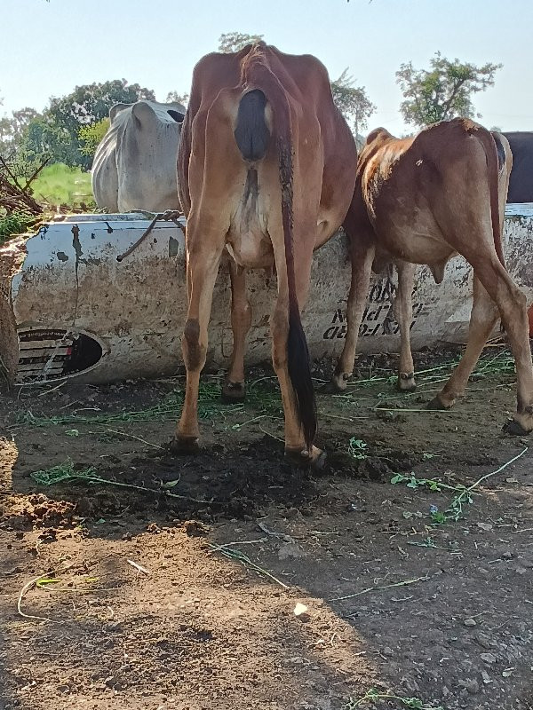 ગાય