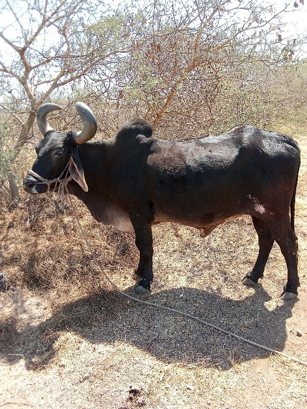 બળદ વેચવાનો છે.