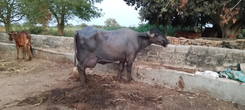 ભેંસ વેચવાની છે...