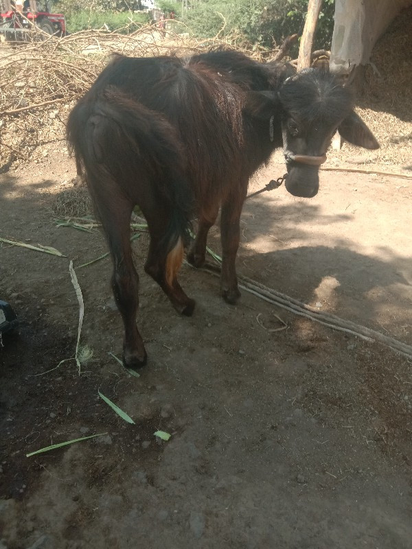 પાડી વેચવાની છે...