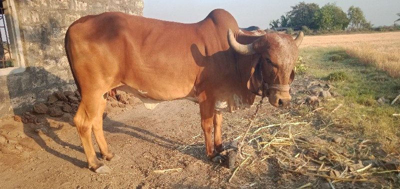 ગાય વેસવાની છે