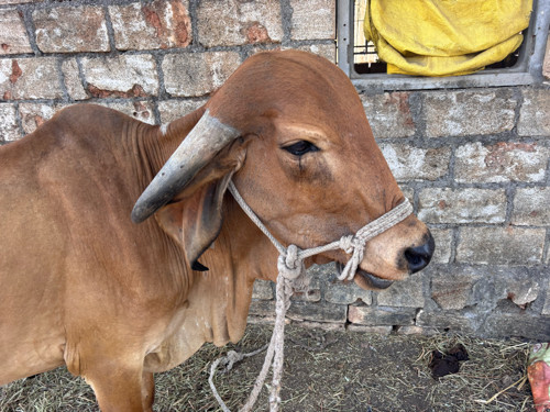 ગાય ઓરિજિનલ ગીર...