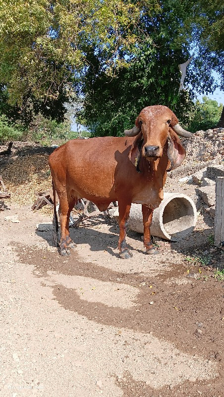 ગાય વેચવાની છે