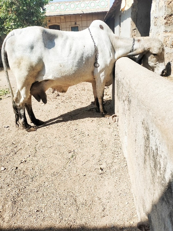 ઓરિજનલ ટોપ ગીર...