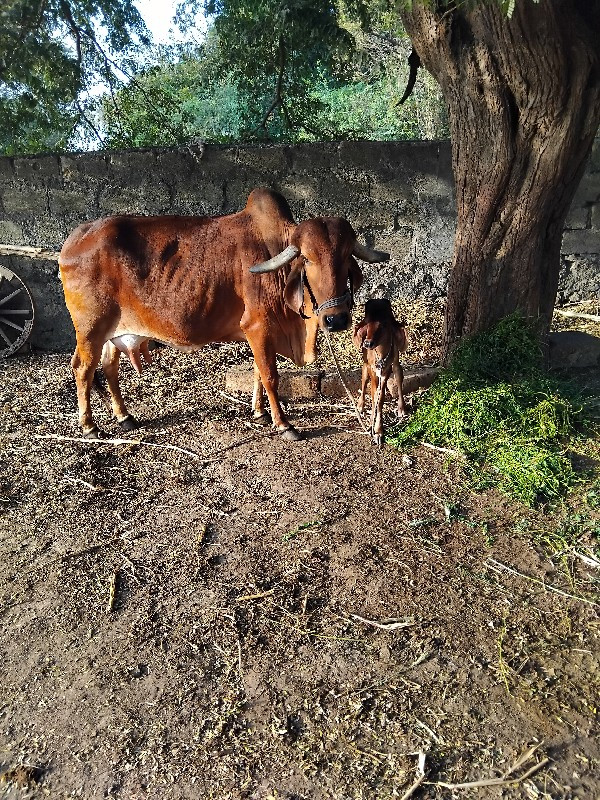 ગીર ગાય