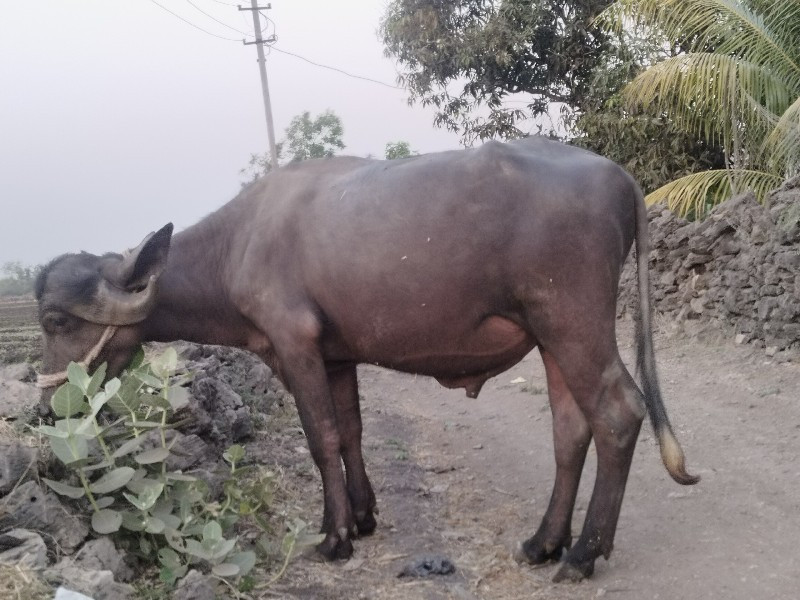 આ પાડો વેચવાનો...