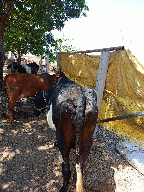 વેચવાની